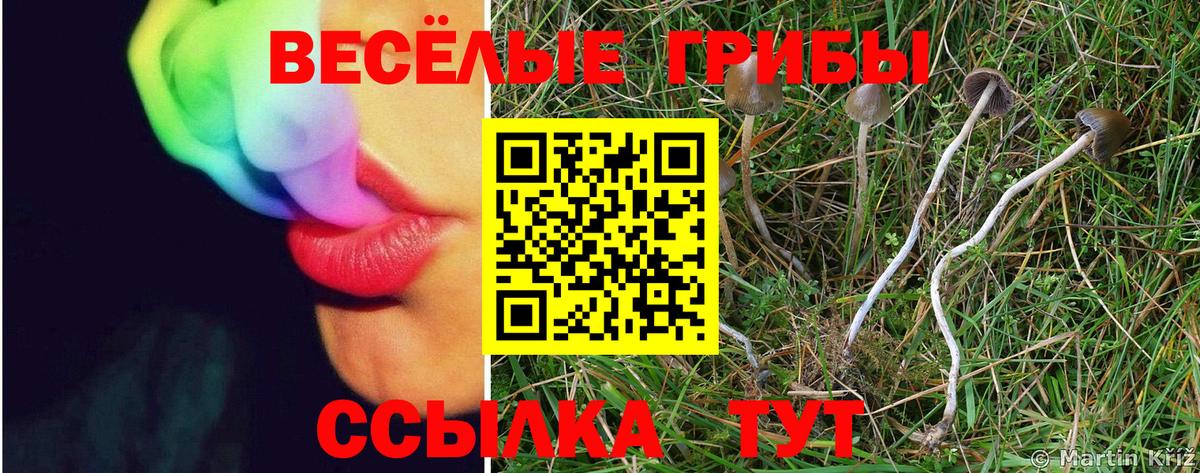 Псилоцибиновые грибы мицелий Вольск